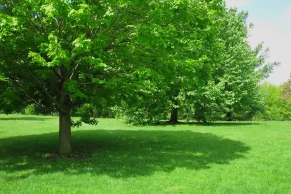 Leia mais sobre o artigo Projetos de Sombras Naturais: Árvores e Trepadeiras